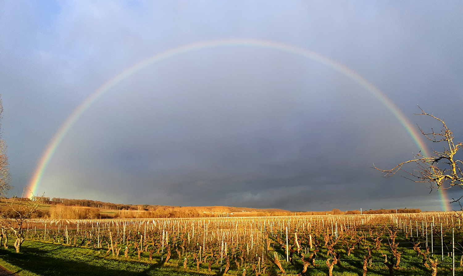 25 Hectares De Chinon En Biodynamie Vignoble Fabien Demois